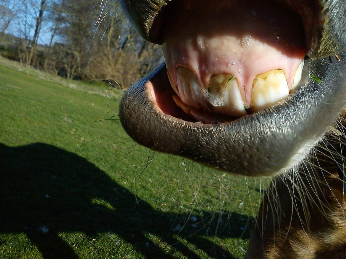 Undervisning. billede 28