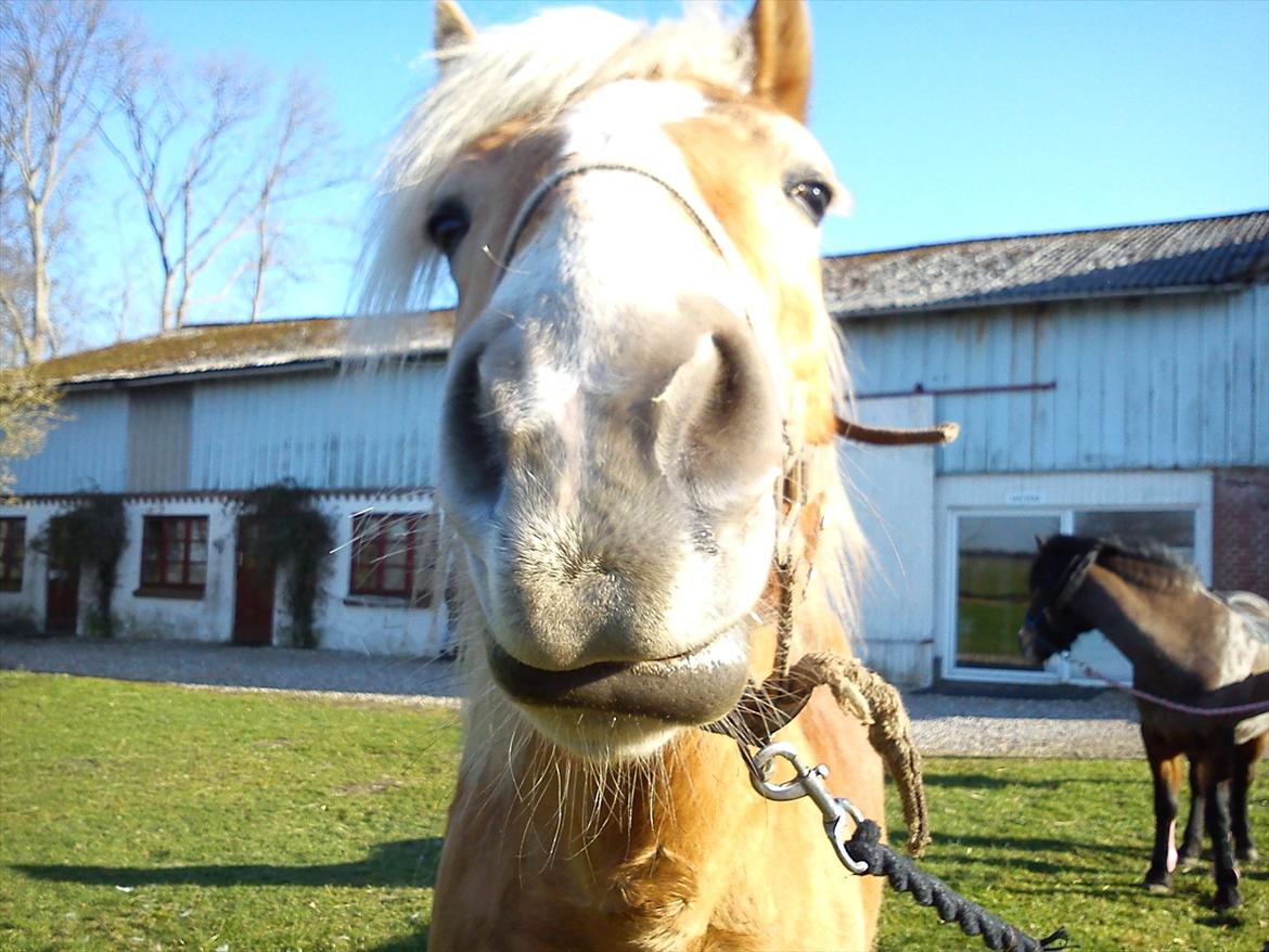 Undervisning. billede 29