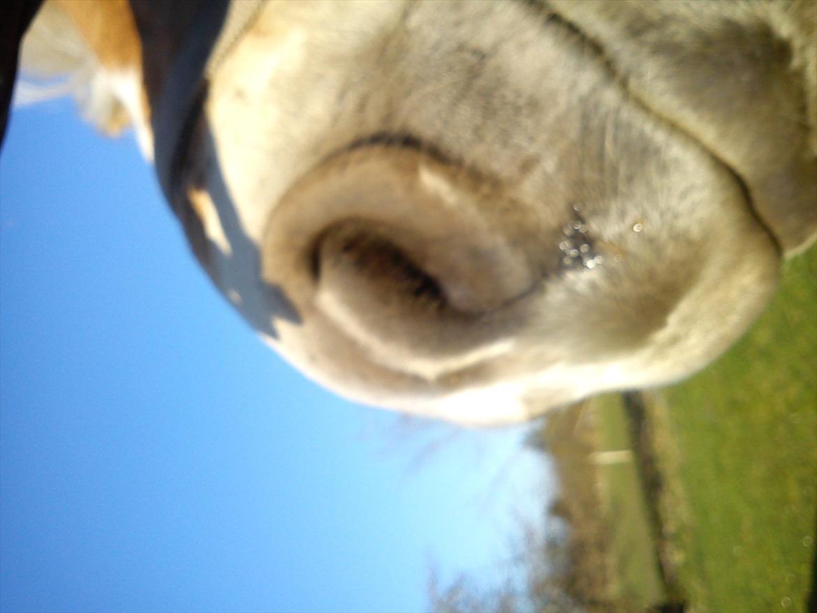 Undervisning. billede 31