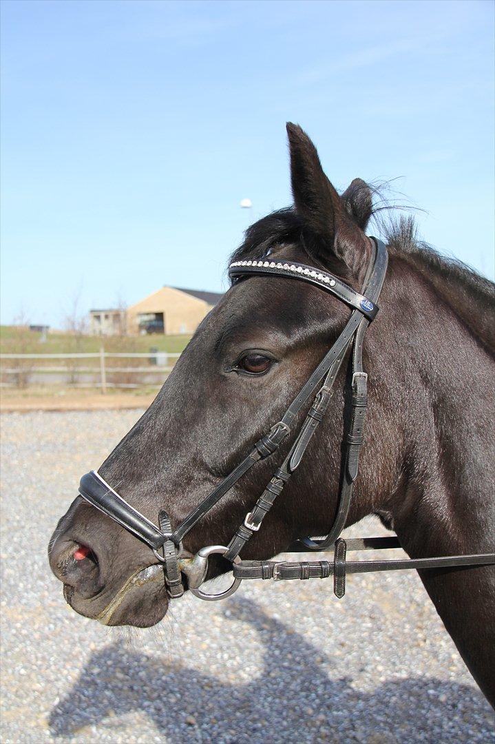 Springtræning hjemme m. Casina & Whisser i solskin! Marts 2012 billede 2