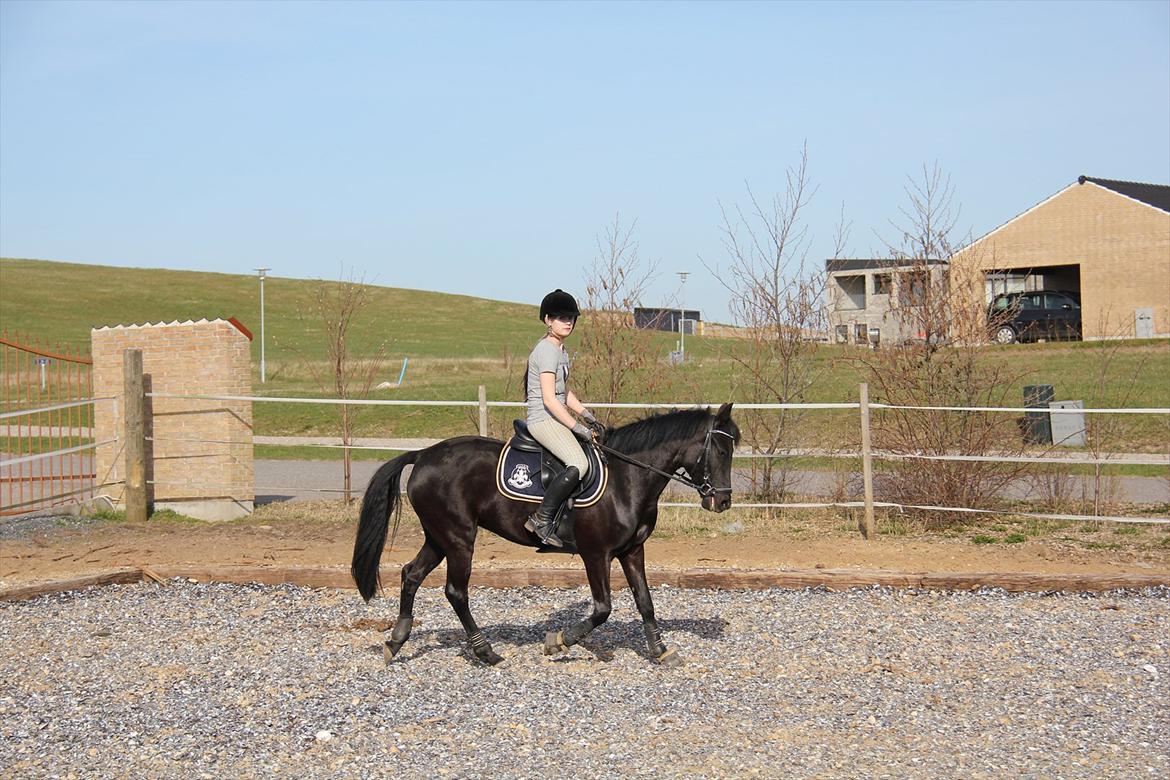 Springtræning hjemme m. Casina & Whisser i solskin! Marts 2012 billede 3