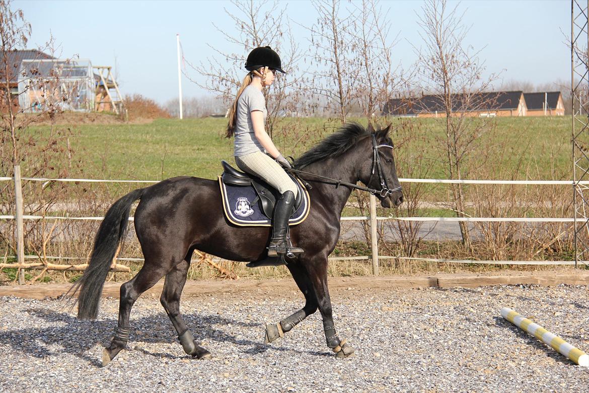 Springtræning hjemme m. Casina & Whisser i solskin! Marts 2012 billede 4