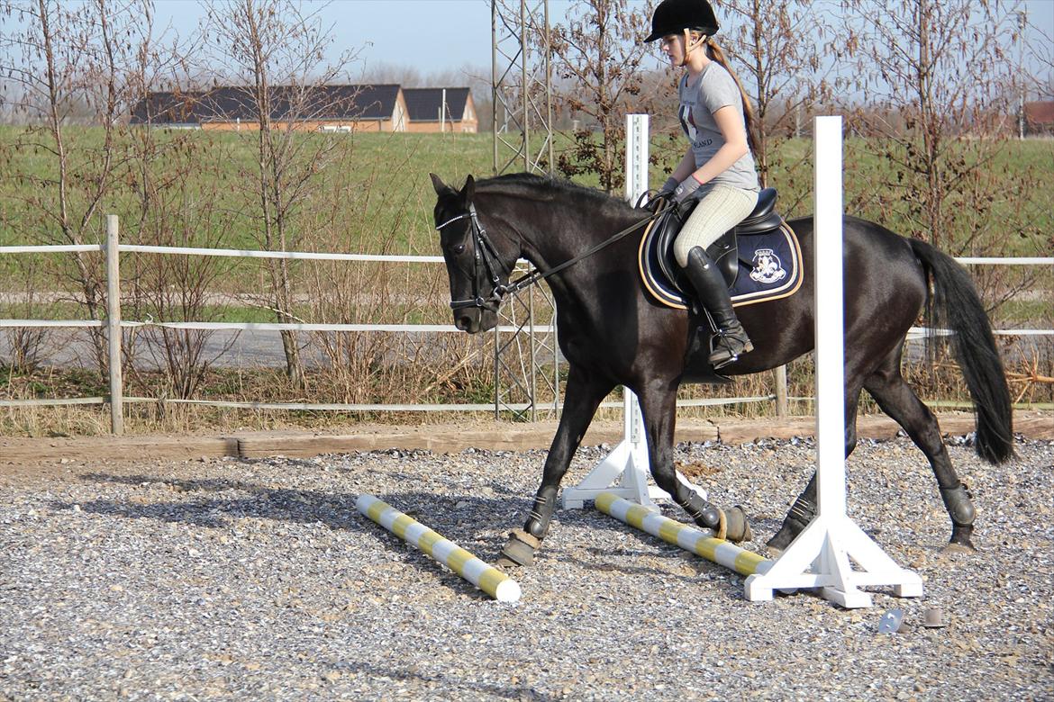 Springtræning hjemme m. Casina & Whisser i solskin! Marts 2012 billede 5