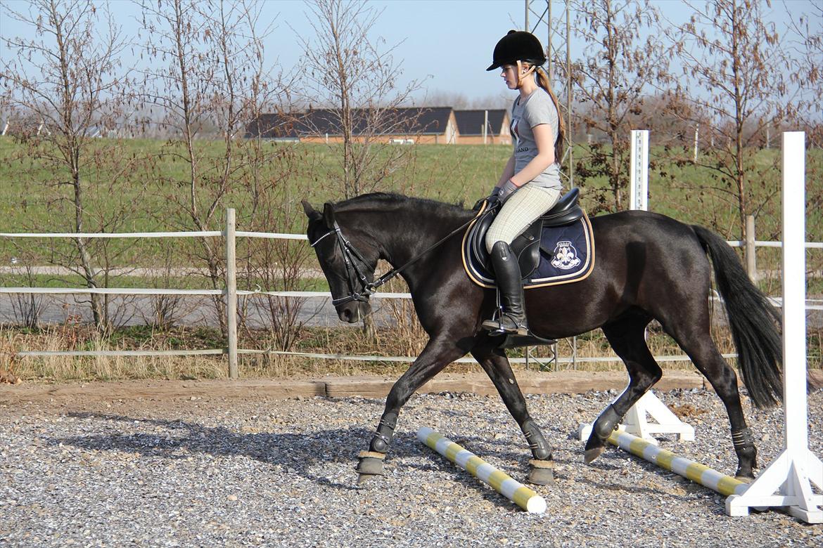 Springtræning hjemme m. Casina & Whisser i solskin! Marts 2012 billede 6