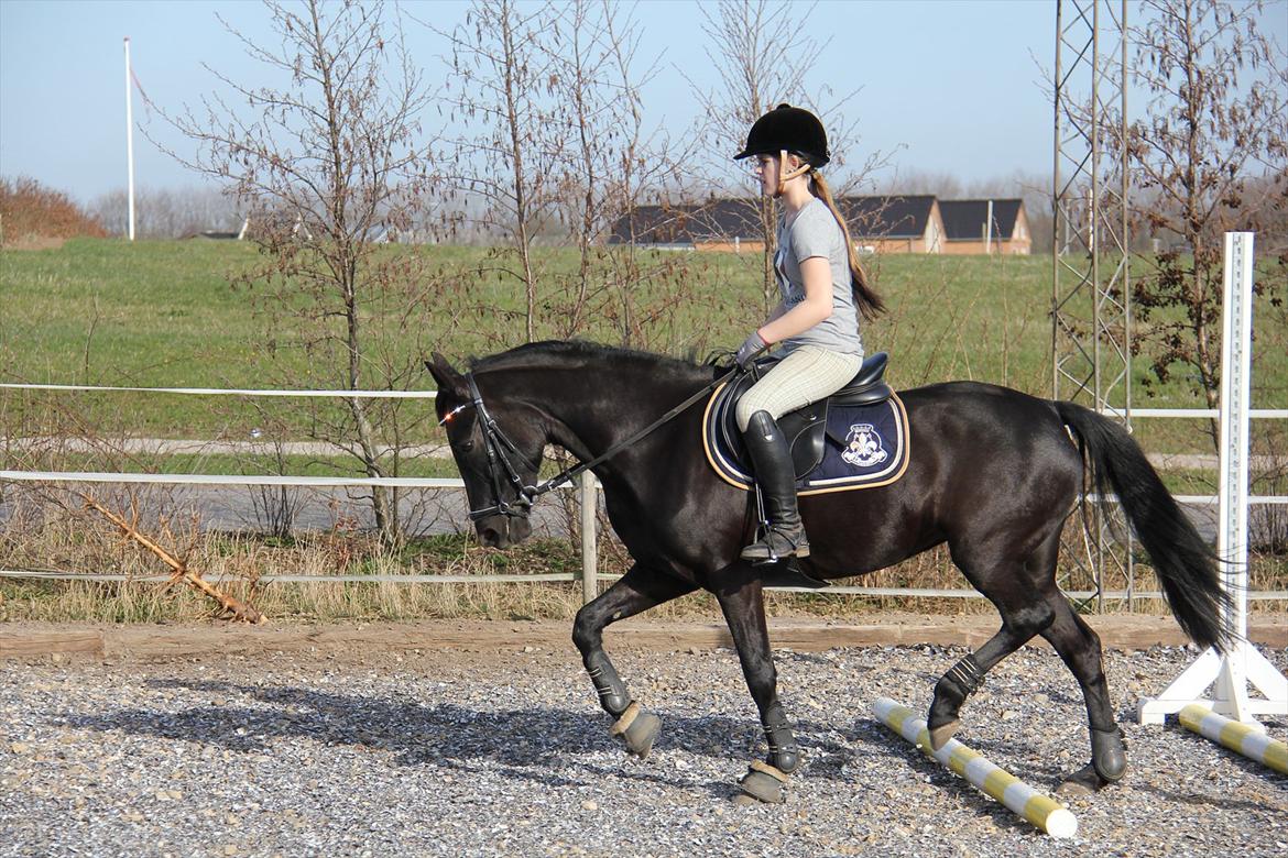 Springtræning hjemme m. Casina & Whisser i solskin! Marts 2012 billede 7