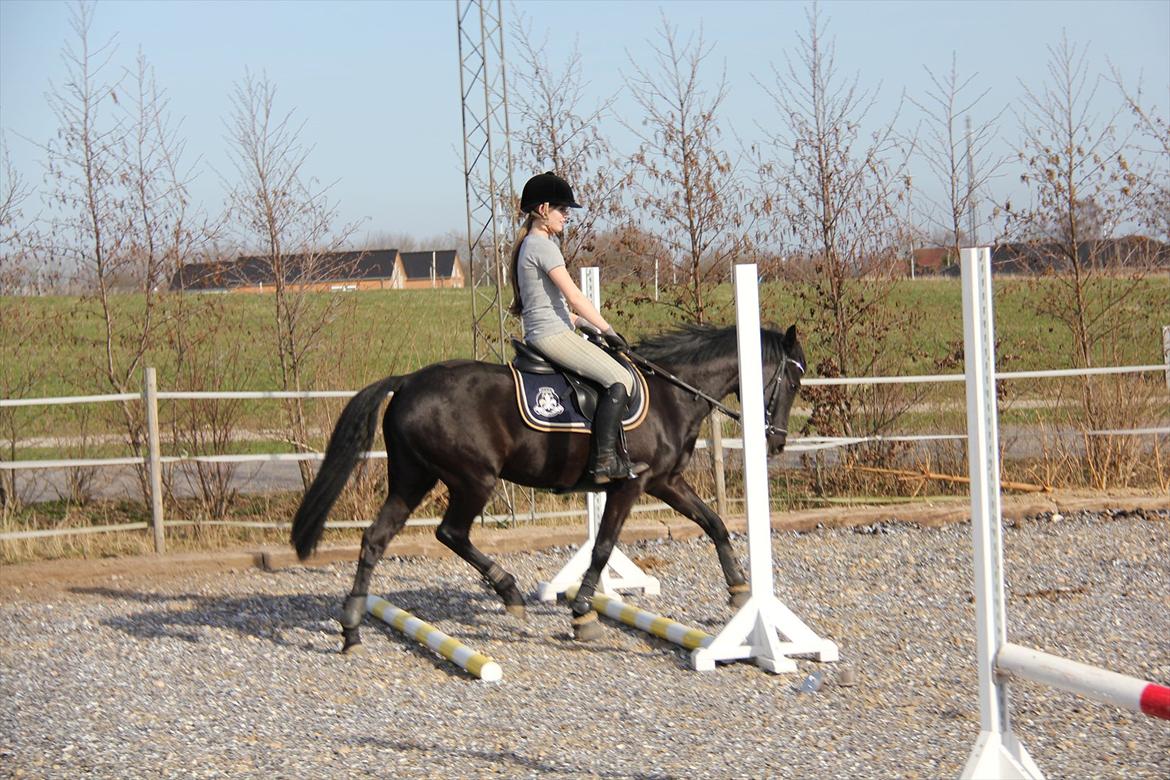 Springtræning hjemme m. Casina & Whisser i solskin! Marts 2012 billede 8