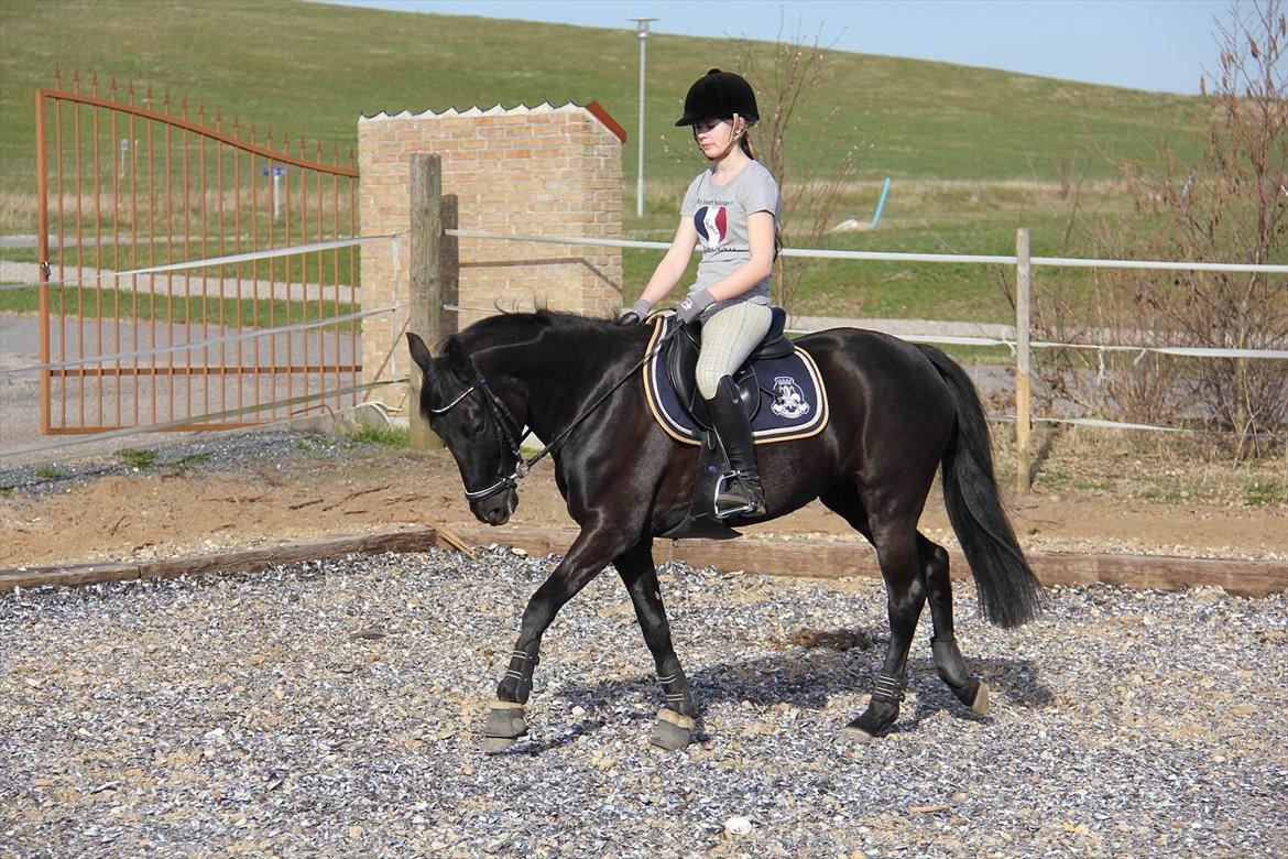 Springtræning hjemme m. Casina & Whisser i solskin! Marts 2012 billede 9