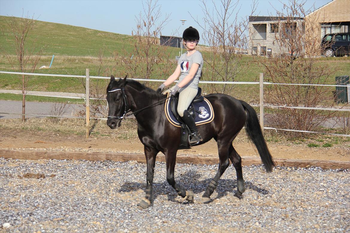 Springtræning hjemme m. Casina & Whisser i solskin! Marts 2012 billede 10