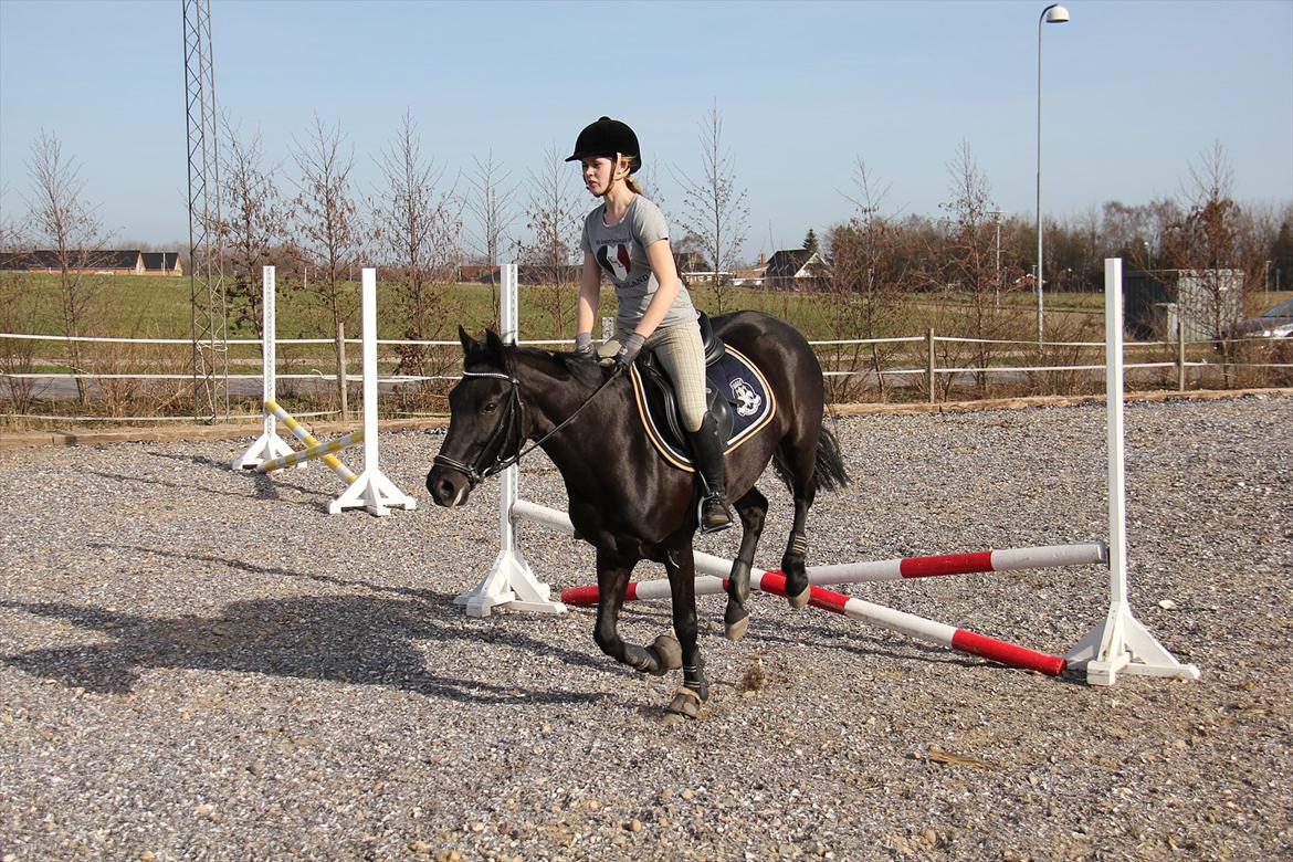 Springtræning hjemme m. Casina & Whisser i solskin! Marts 2012 billede 11