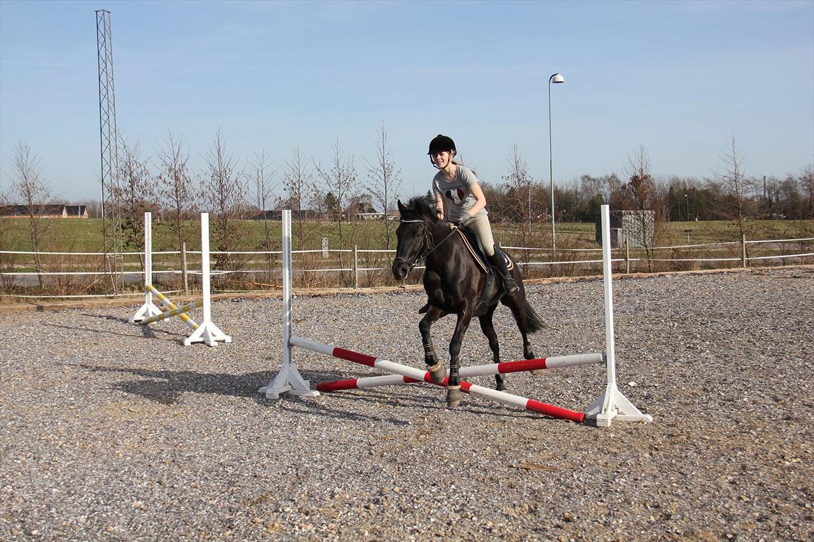 Springtræning hjemme m. Casina & Whisser i solskin! Marts 2012 billede 12