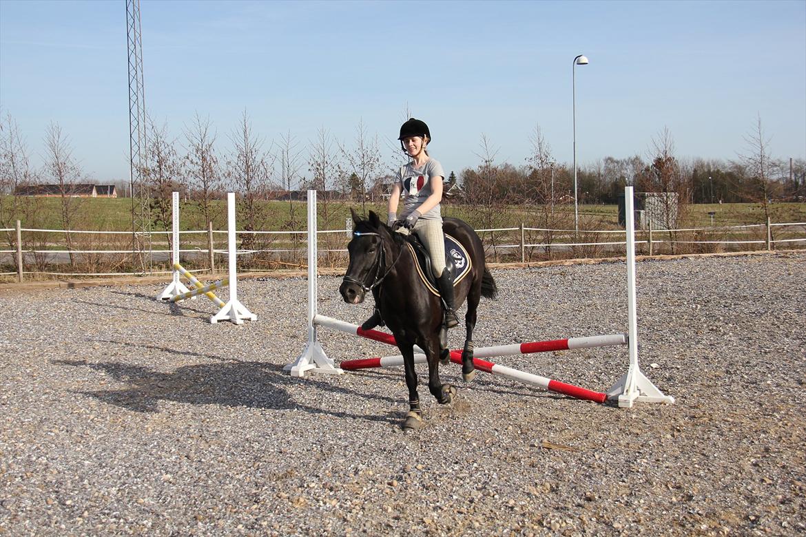 Springtræning hjemme m. Casina & Whisser i solskin! Marts 2012 billede 13