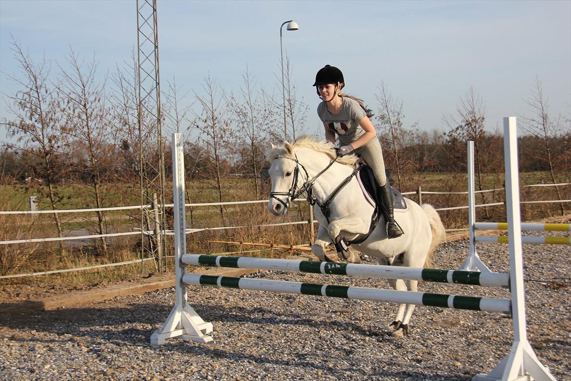 Springtræning hjemme m. Casina & Whisser i solskin! Marts 2012 billede 14