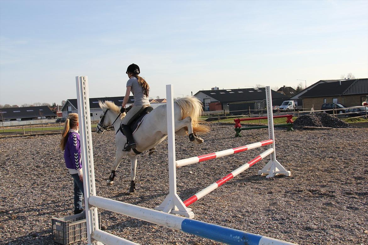 Springtræning hjemme m. Casina & Whisser i solskin! Marts 2012 billede 15