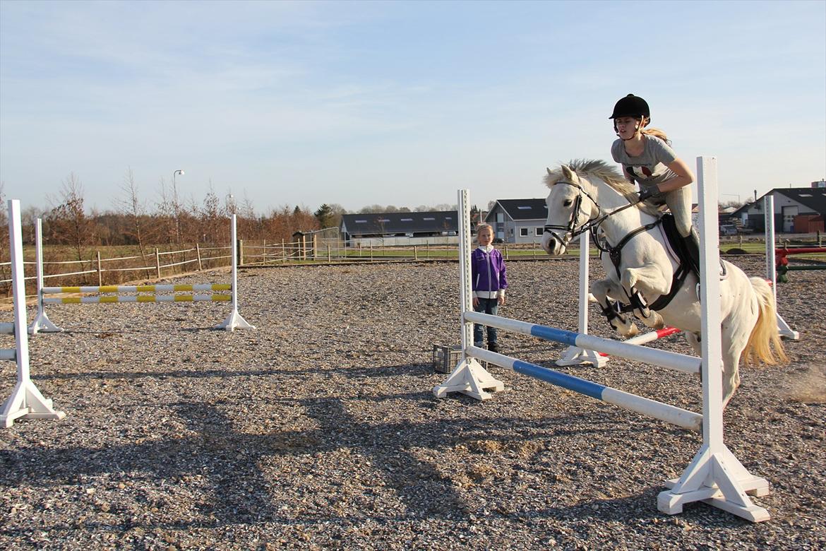 Springtræning hjemme m. Casina & Whisser i solskin! Marts 2012 billede 16