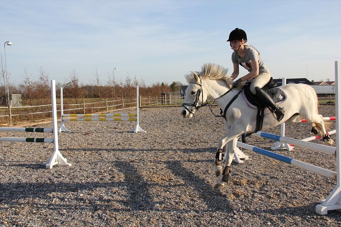 Springtræning hjemme m. Casina & Whisser i solskin! Marts 2012 billede 17