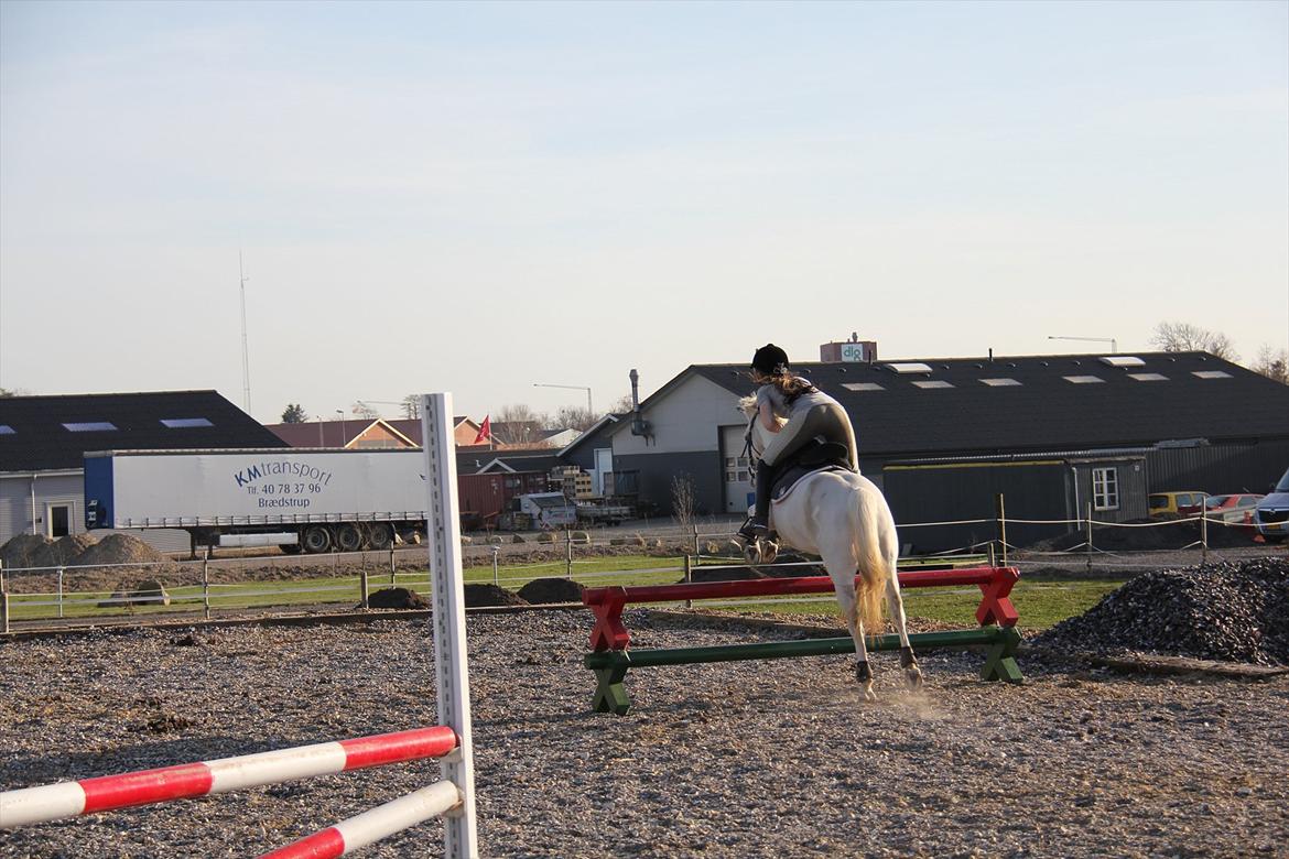 Springtræning hjemme m. Casina & Whisser i solskin! Marts 2012 billede 18