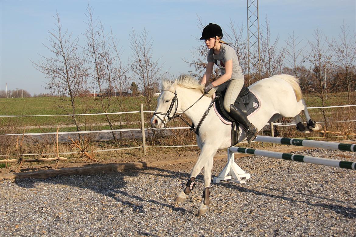 Springtræning hjemme m. Casina & Whisser i solskin! Marts 2012 billede 20