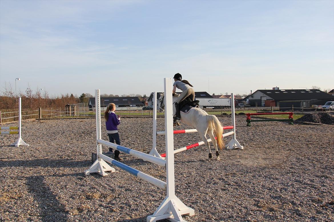 Springtræning hjemme m. Casina & Whisser i solskin! Marts 2012 billede 21