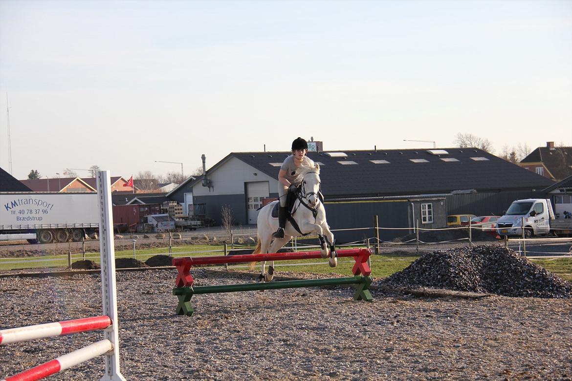 Springtræning hjemme m. Casina & Whisser i solskin! Marts 2012 billede 22