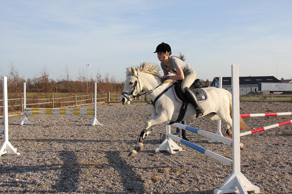 Springtræning hjemme m. Casina & Whisser i solskin! Marts 2012 billede 23