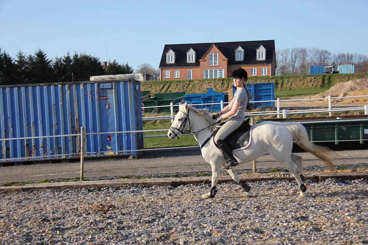 Springtræning hjemme m. Casina & Whisser i solskin! Marts 2012 billede 24