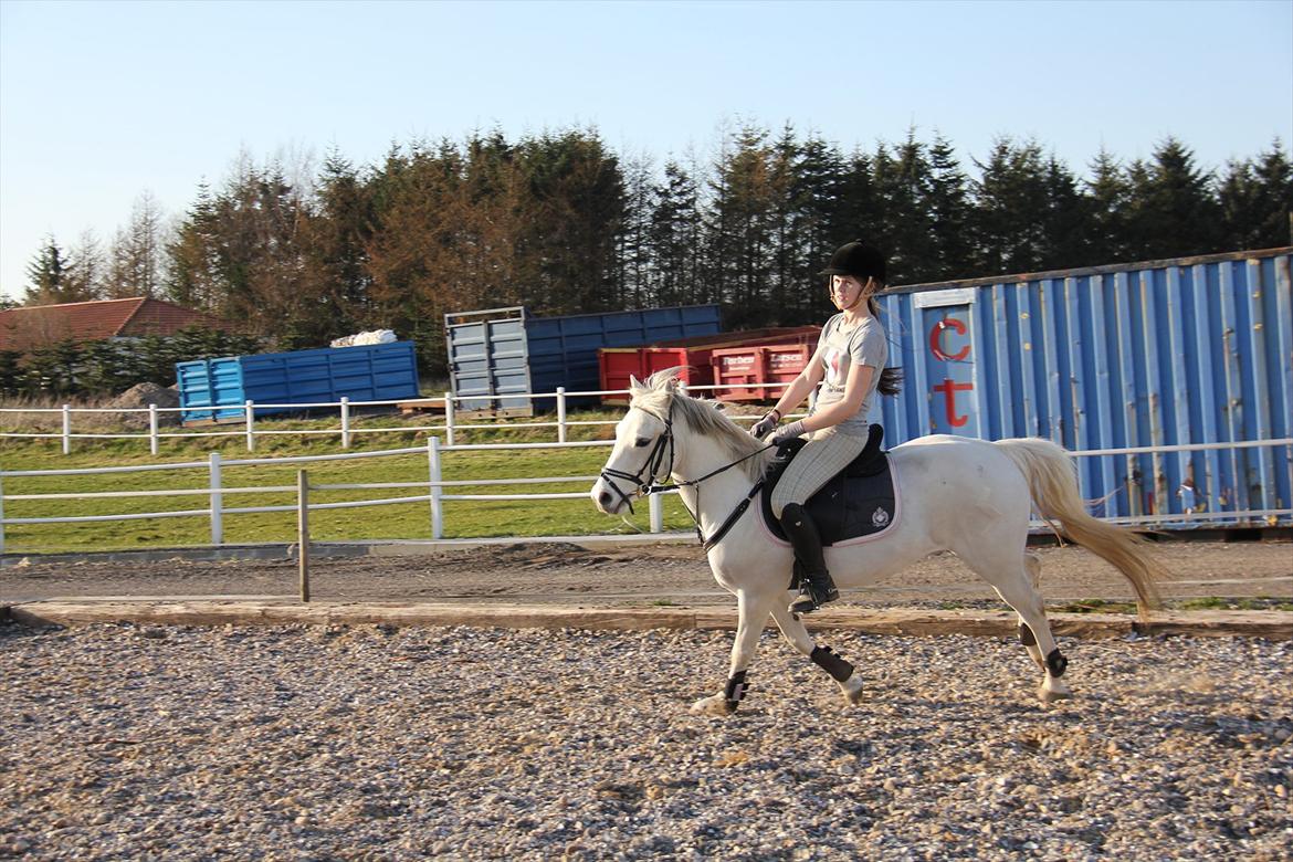 Springtræning hjemme m. Casina & Whisser i solskin! Marts 2012 billede 25