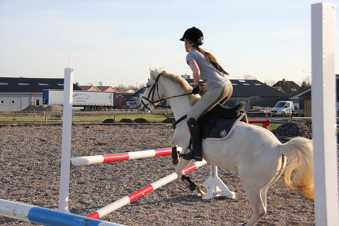 Springtræning hjemme m. Casina & Whisser i solskin! Marts 2012 billede 26