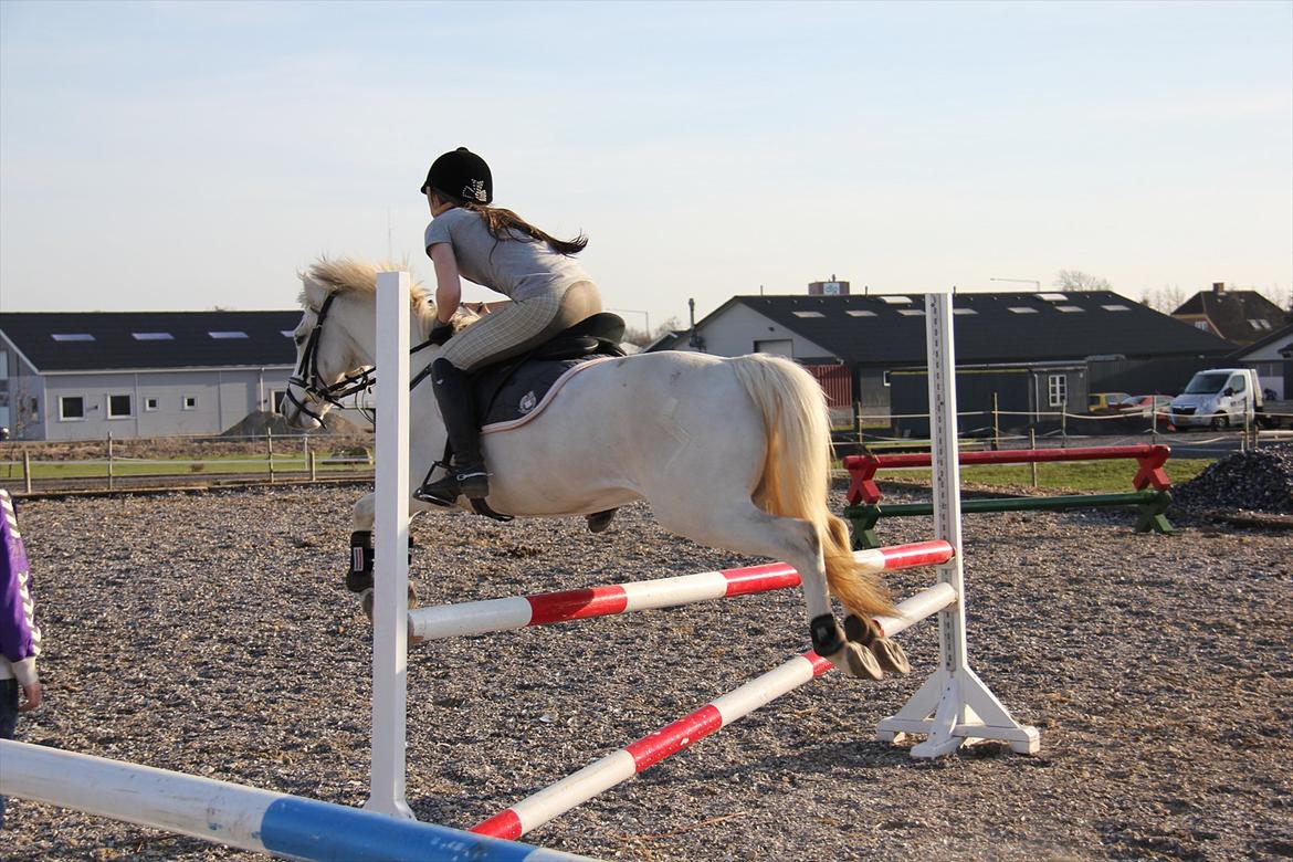 Springtræning hjemme m. Casina & Whisser i solskin! Marts 2012 billede 27