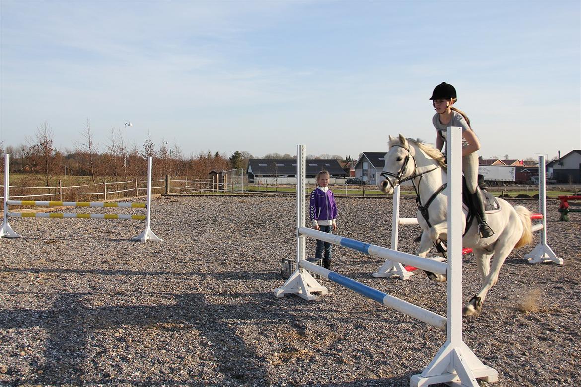 Springtræning hjemme m. Casina & Whisser i solskin! Marts 2012 billede 28