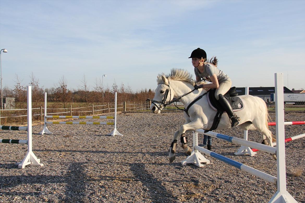 Springtræning hjemme m. Casina & Whisser i solskin! Marts 2012 billede 29