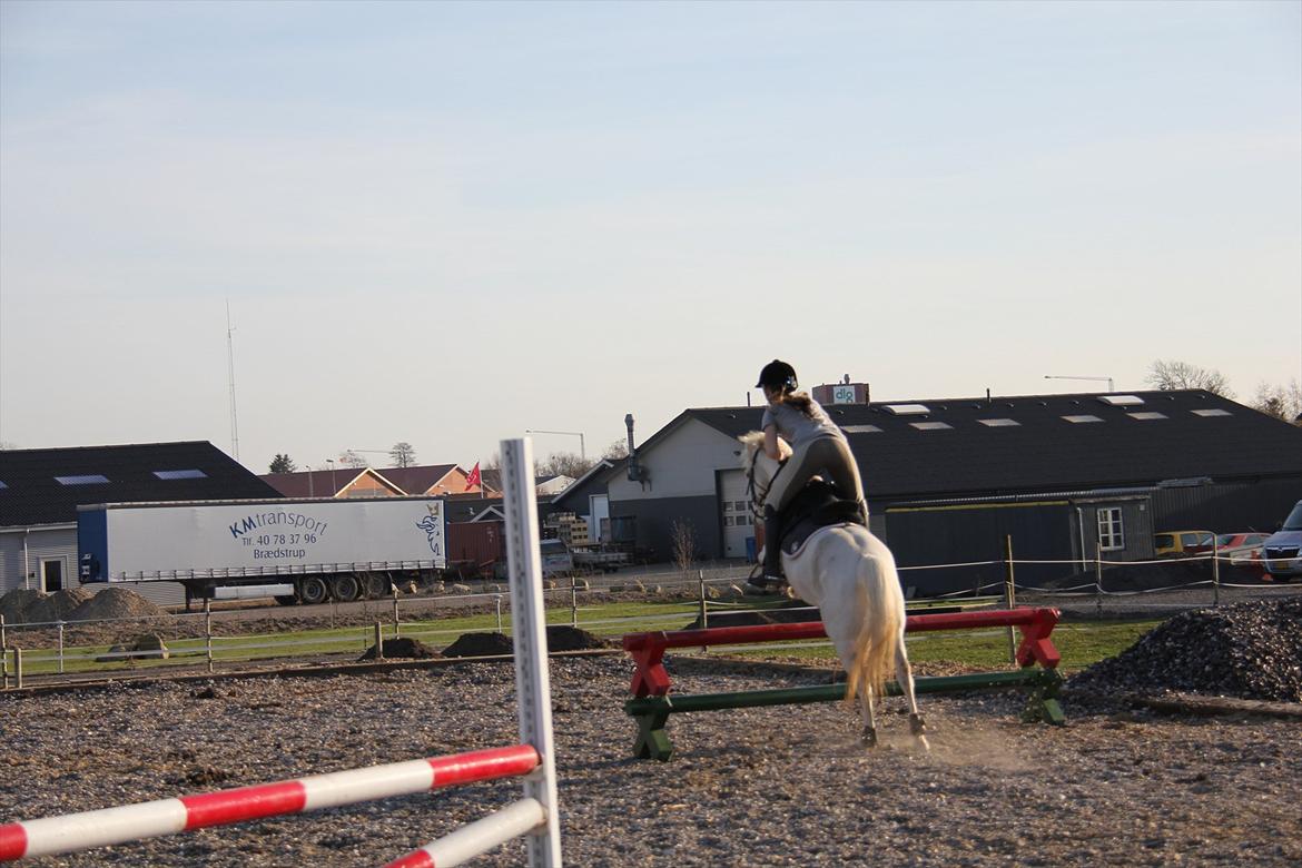 Springtræning hjemme m. Casina & Whisser i solskin! Marts 2012 billede 30