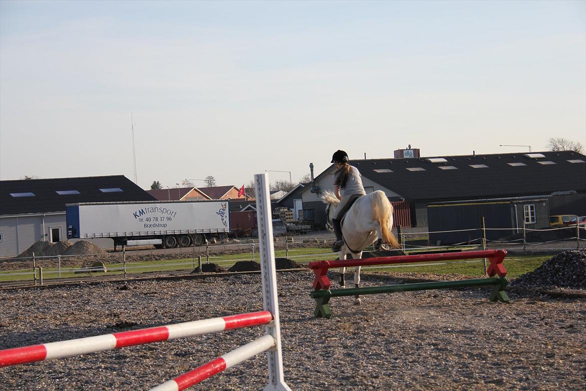 Springtræning hjemme m. Casina & Whisser i solskin! Marts 2012 billede 31