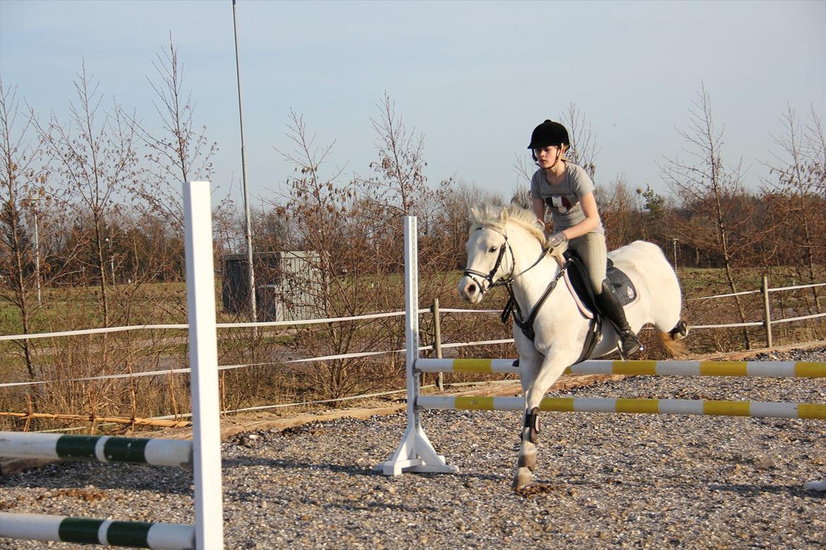 Springtræning hjemme m. Casina & Whisser i solskin! Marts 2012 billede 33