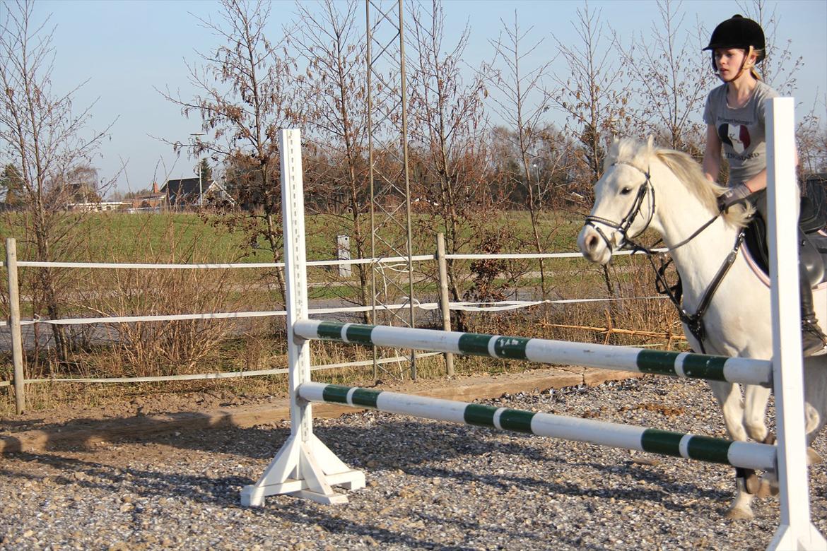 Springtræning hjemme m. Casina & Whisser i solskin! Marts 2012 billede 34