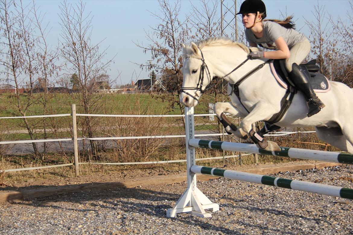 Springtræning hjemme m. Casina & Whisser i solskin! Marts 2012 billede 35