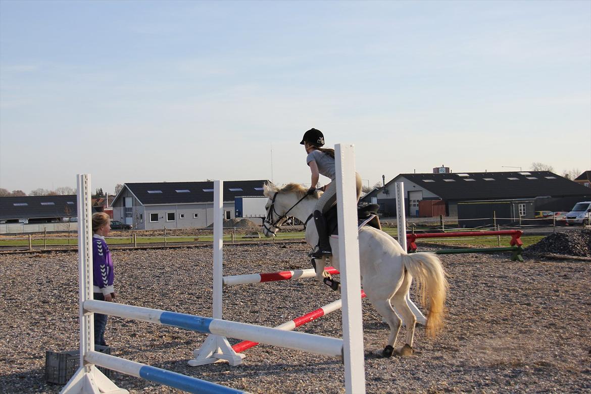 Springtræning hjemme m. Casina & Whisser i solskin! Marts 2012 billede 36