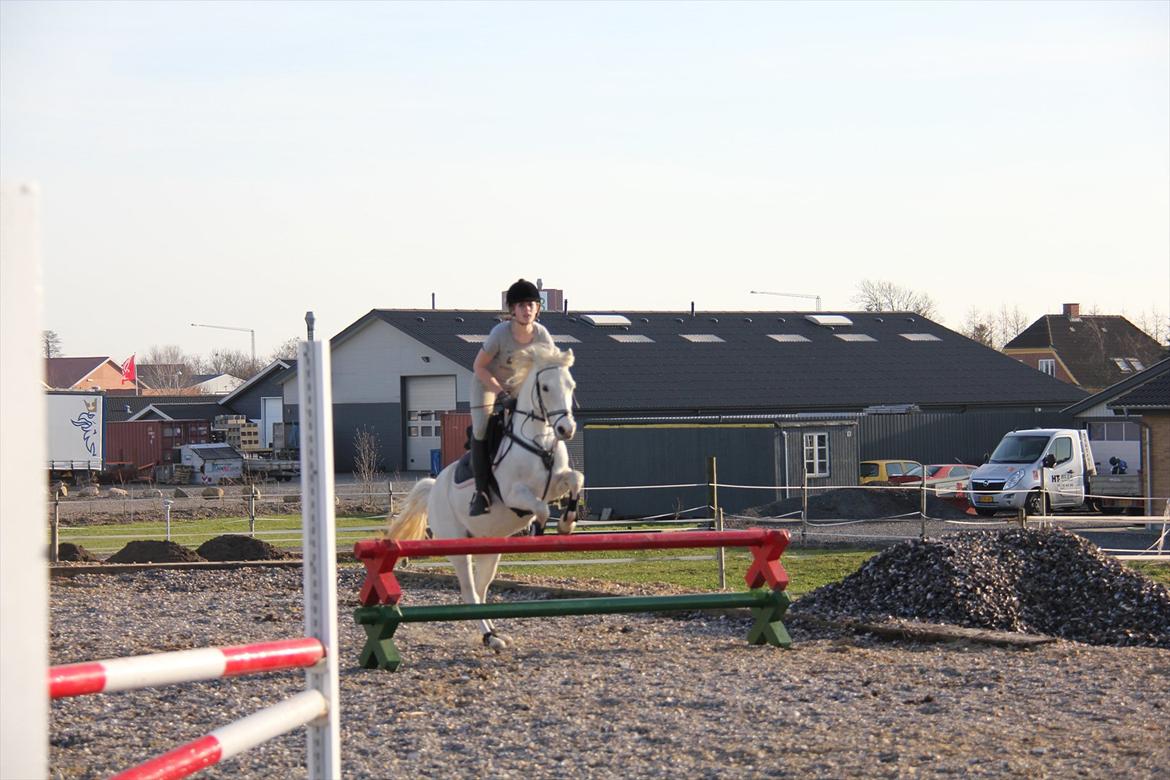 Springtræning hjemme m. Casina & Whisser i solskin! Marts 2012 billede 37