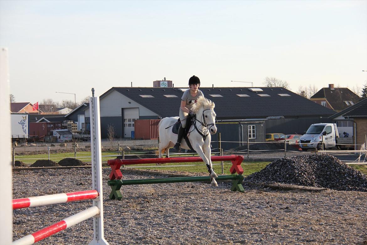 Springtræning hjemme m. Casina & Whisser i solskin! Marts 2012 billede 38