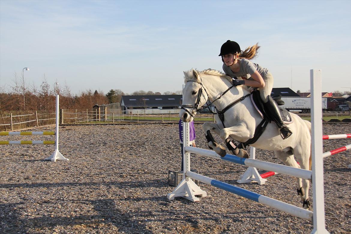 Springtræning hjemme m. Casina & Whisser i solskin! Marts 2012 billede 39