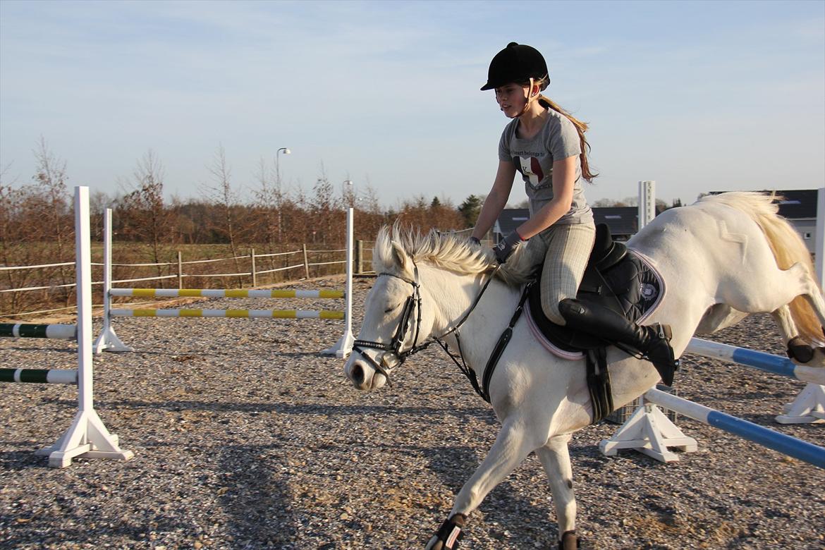 Springtræning hjemme m. Casina & Whisser i solskin! Marts 2012 billede 40