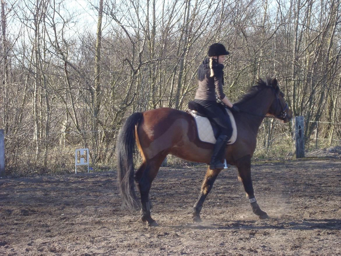 Vores billedebog. - Lidt fra rideundervisningen søndag d. 25/3-2012 :-P
Det gik ret godt! :-D Vi trænede noget galop, og han kom i galop i hele 5 skridt! ö Dog kun på den ene volte, men det er fremgang! :-D<3 billede 33