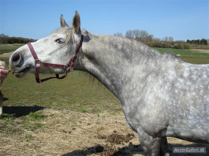 Tengninger til andre - Tira billede 11