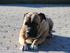 Silva - Italiensk Mastiff <3