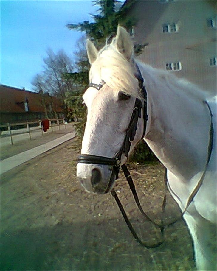 Sasja - forskellige billeder - 10 måneder med den mest fantastiske krikke 26-03-2012 <3 billede 1