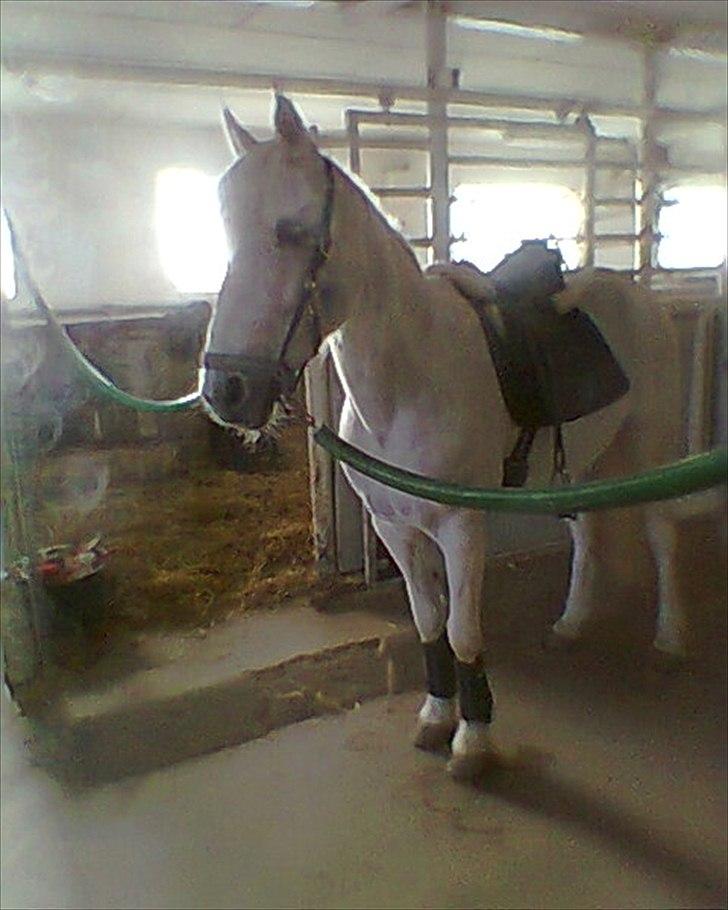 Sasja - forskellige billeder - Opsadling marts 2012 <3 billede 7