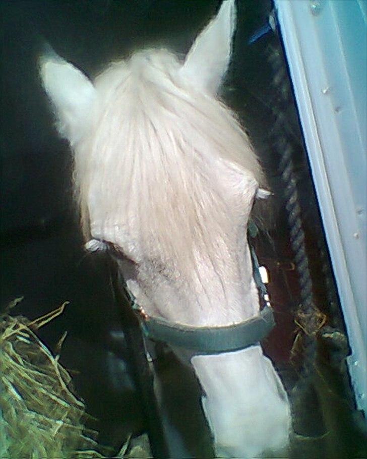 Sasja - forskellige billeder - Trailer Marts 2012 <3 billede 11