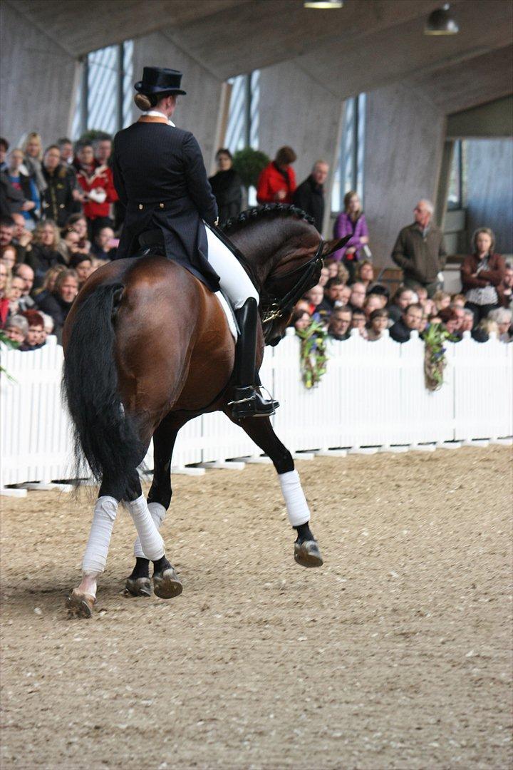 Åbent hus - Blue Hors - 2012 - Blue Hors Bentley billede 4