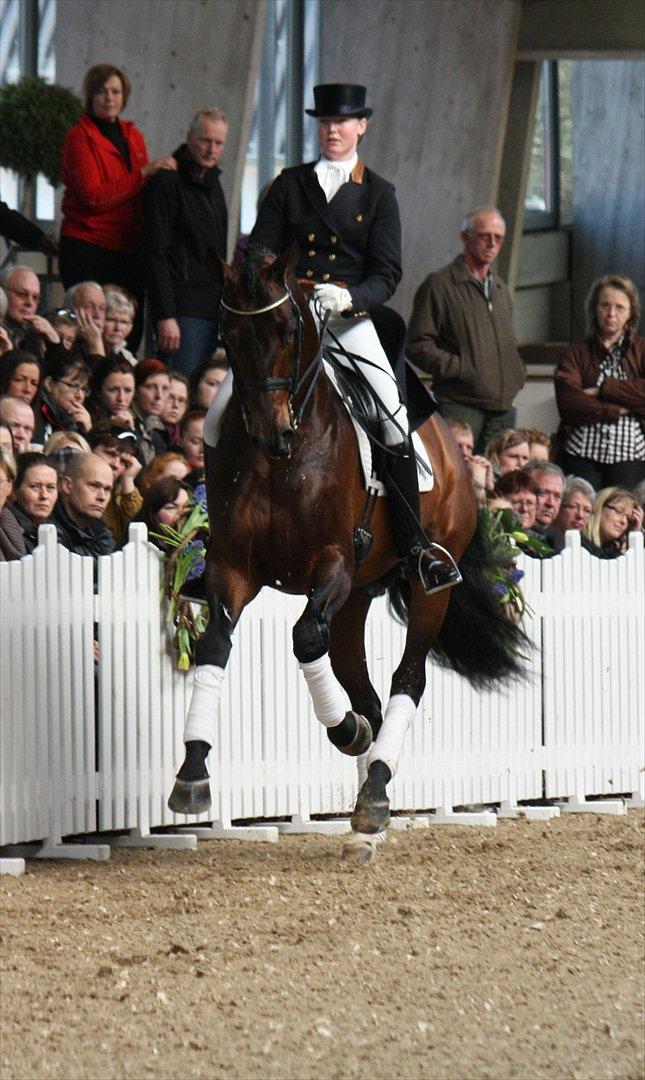 Åbent hus - Blue Hors - 2012 - Blue Hors Bentley billede 5