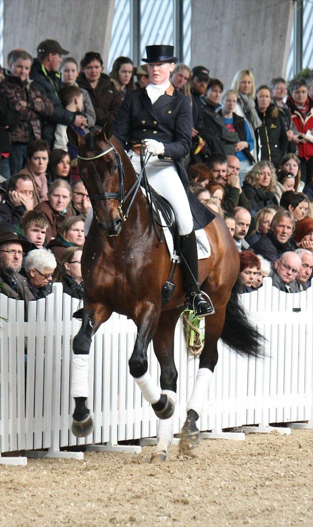 Åbent hus - Blue Hors - 2012 - Blue Hors Bentley billede 6