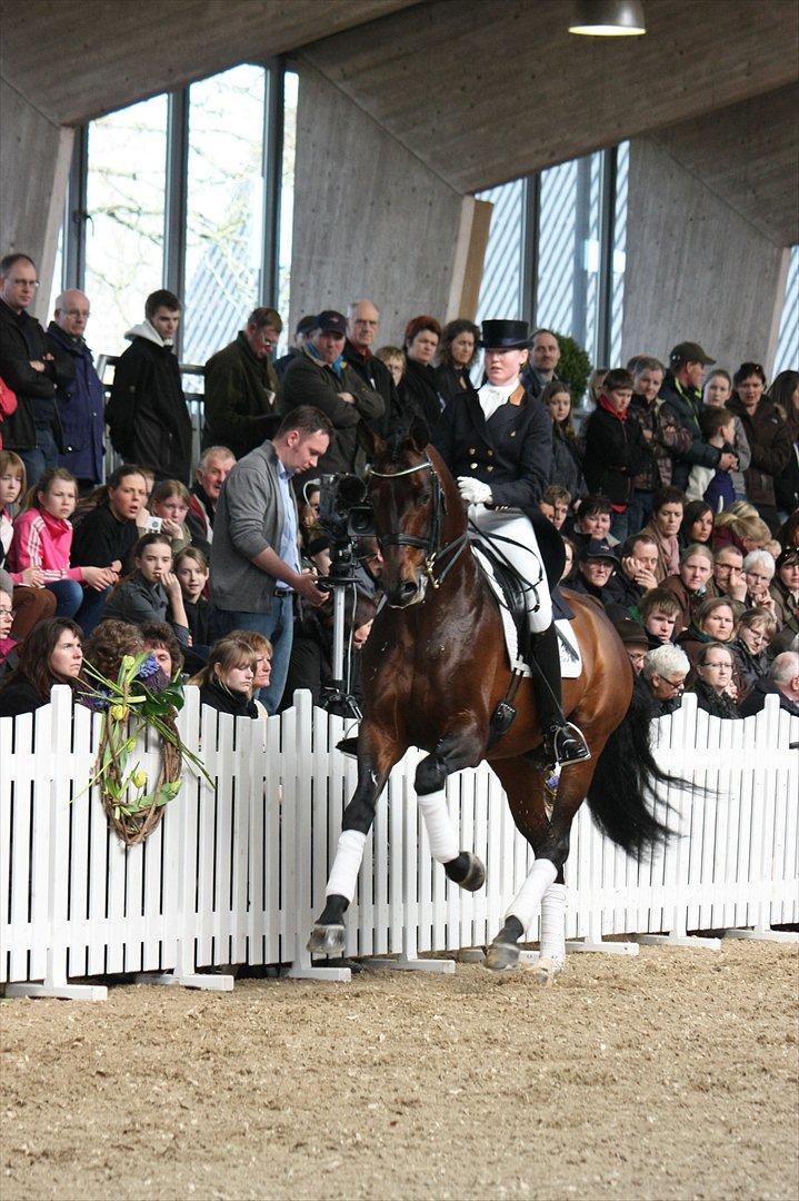 Åbent hus - Blue Hors - 2012 - Blue Hors Bentley billede 7